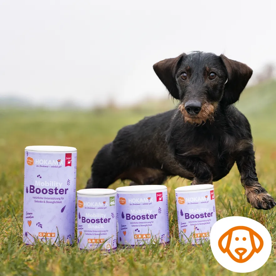 Grau Hund Hokamix Mobility Booster Tabs | 90 Stück