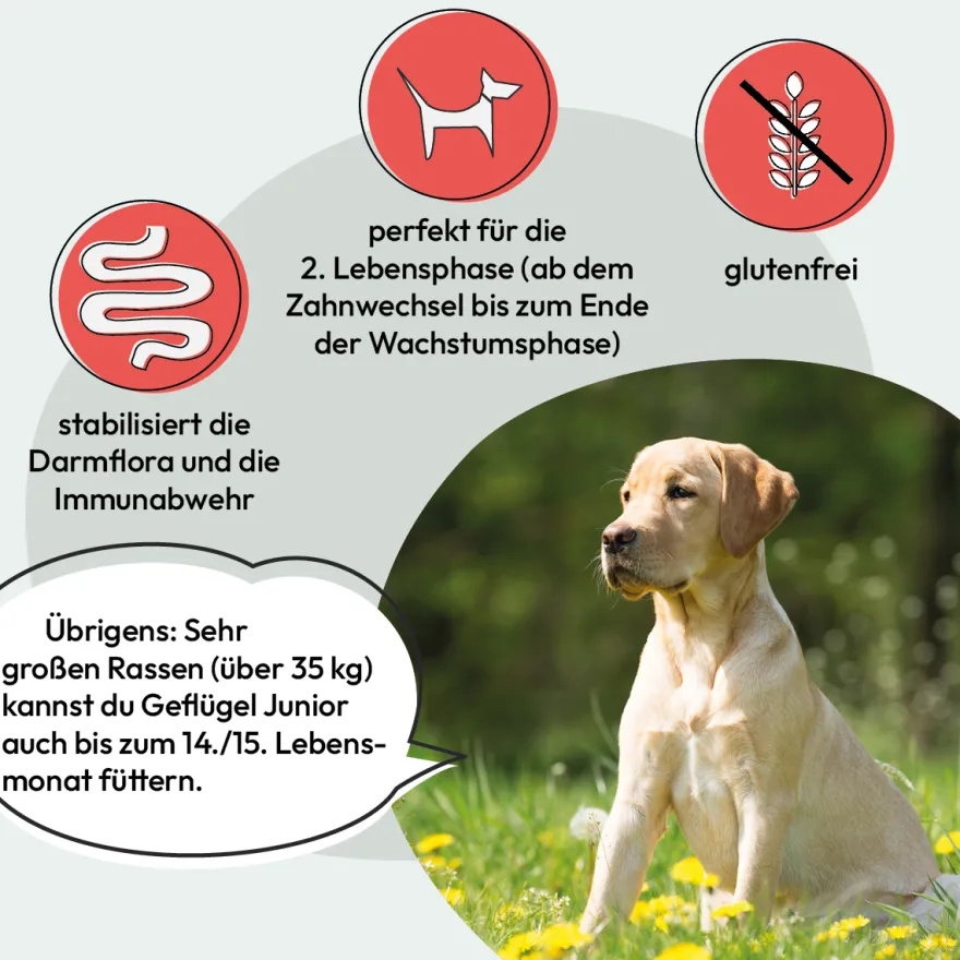 Grau Hund JUNIOR Geflügel (vorher PUPPY) | 12 kg