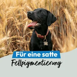 Grau Hund & Katze Seealgenmehl | 200 g