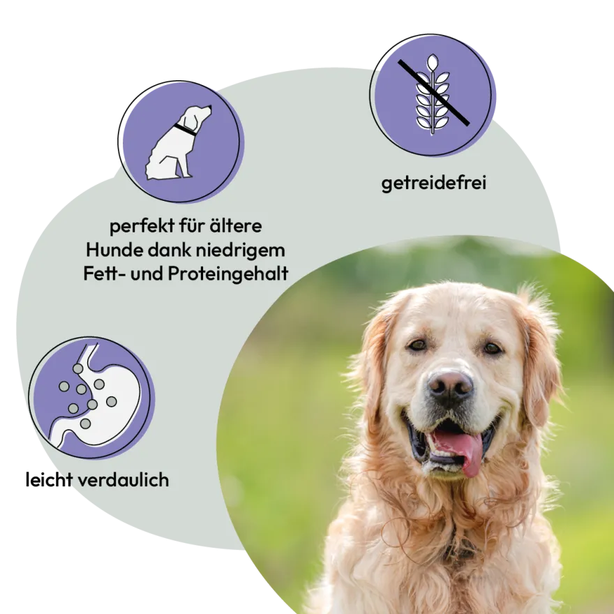 Grau Hund Nassfutter