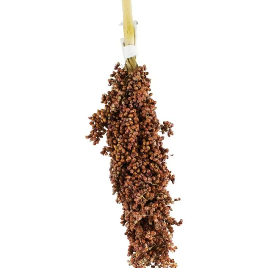 JR Birds Dari-Kolben | 100 g