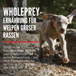 Orijen Dog Puppy Large Breed | 6 kg